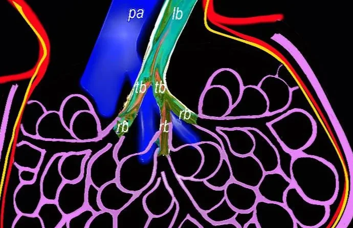 What Does Congestive Heart Failure Reveal About Ejection Fraction Accuracy