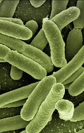 yeast infection treatment