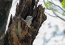owlet sock