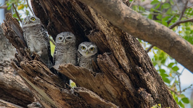 owlet sock