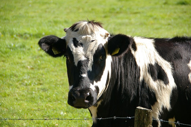 milk
