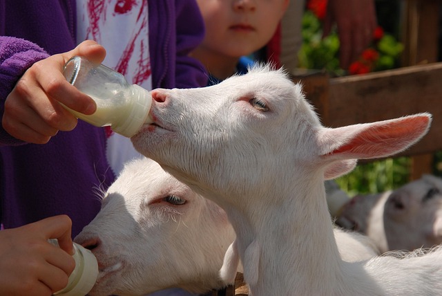 baby bottles