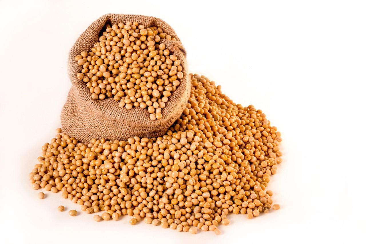 soybeans, plants, nature, seeds, bag, burlap, grain, oil, beans