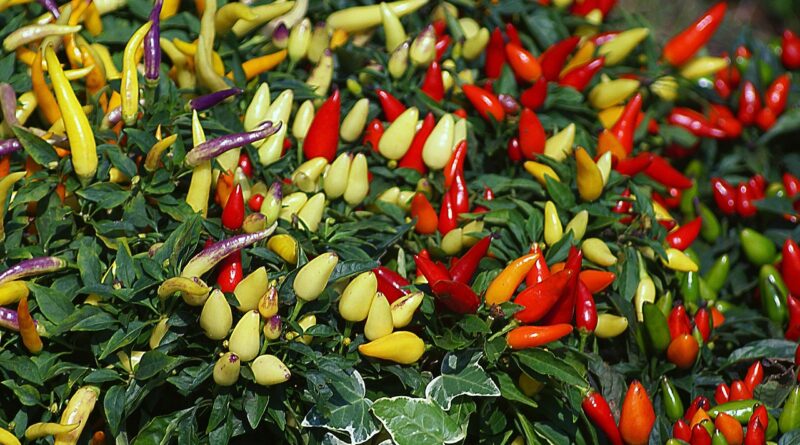 peppers, fruit, decorative, potted, colorful, red, yellow, set, maturity, freshness, health, food, nature, juicy, spicy, fructification, small, plants, fair, the cultivation of, agriculture, gardening