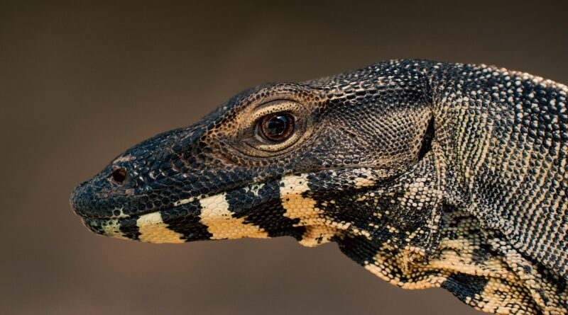 lizard, reptile, animal, scales, face, eye, lace monitor, goanna, monitor, nature, australia