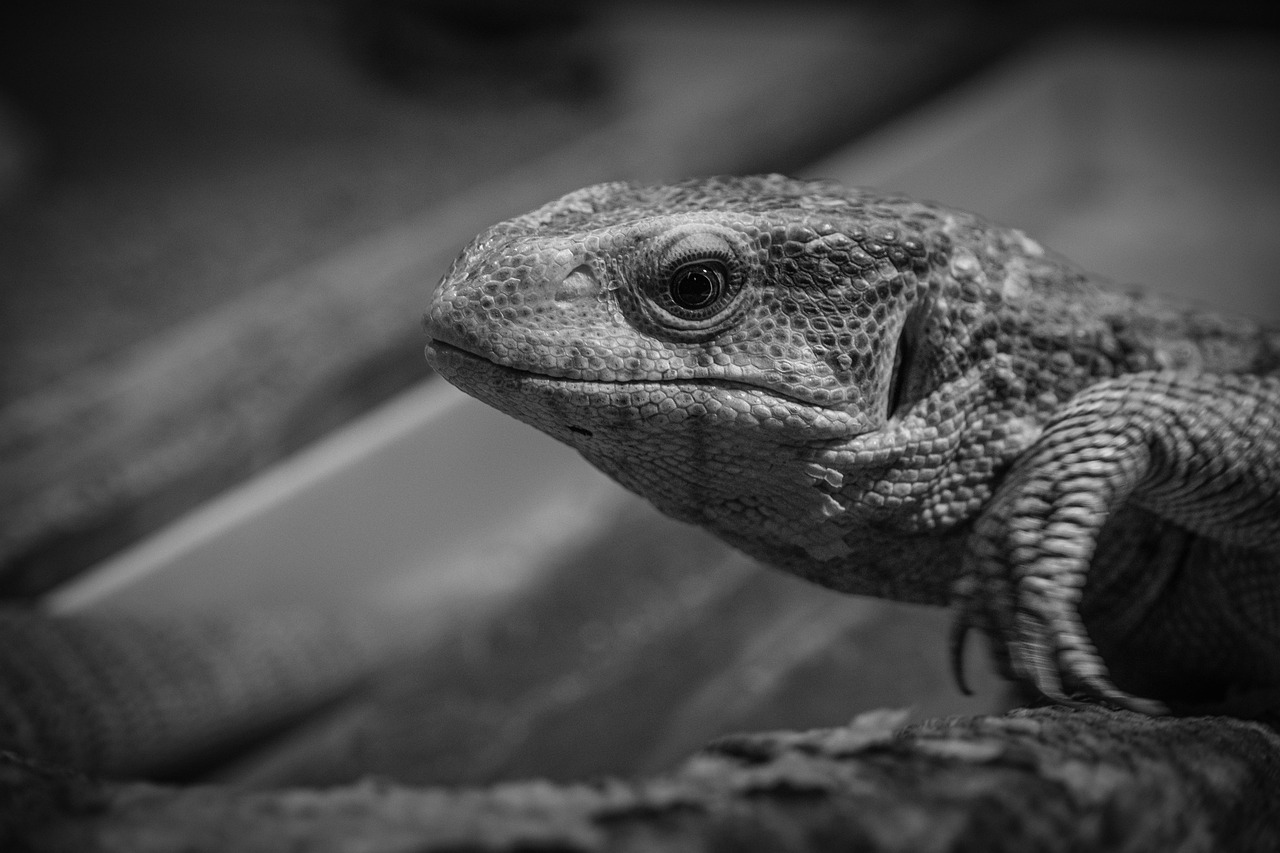 monitor lizard, lizard, reptile, animal, black and white, nature, wildlife, lizard, animal, animal, black and white, black and white, black and white, black and white, black and white, wildlife, wildlife, wildlife, wildlife, wildlife