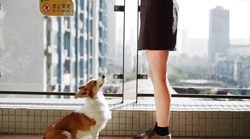 dog, canine, corgi, animal, pet, domestic, person, companion, cute