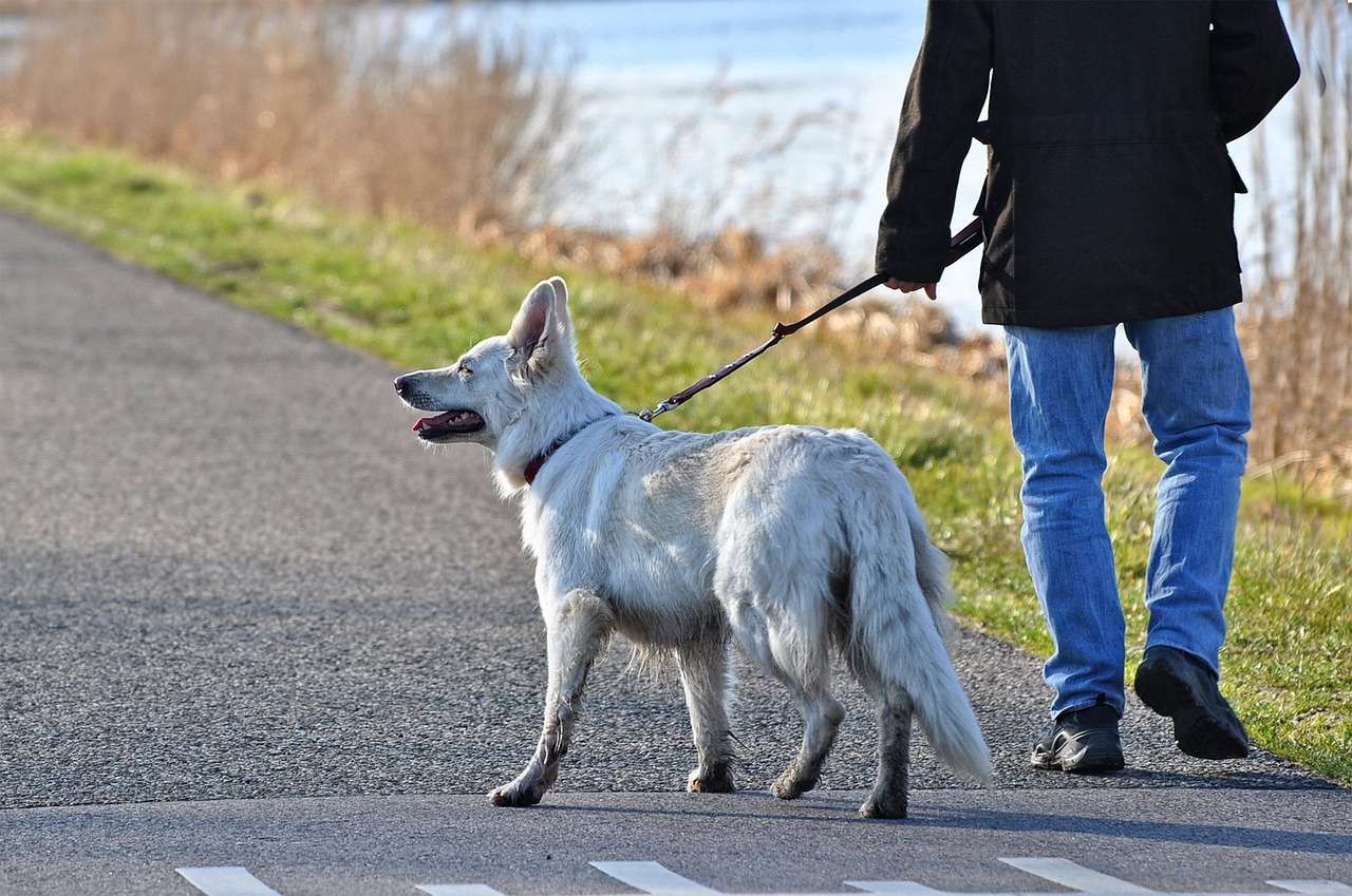 dog, canine, mammal, animal, nature, white dog, leash, man, person, people, walking the dog, pet, leg, foot, road