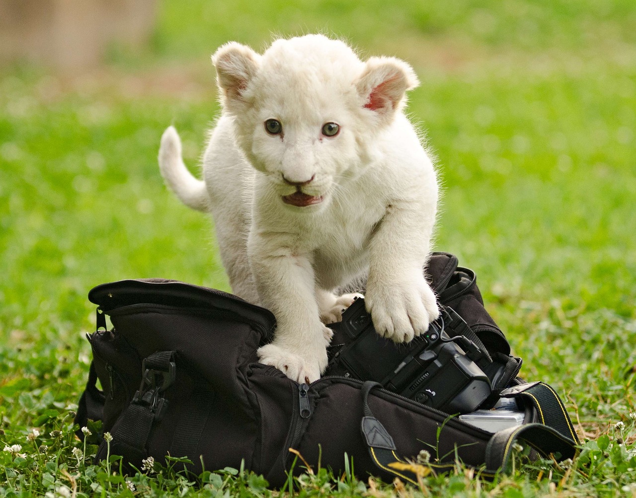 lion white, cub, baby, cute, camera, bag, explore, scarcity, endangered, green camera, lion white, cub, cub, cub, baby, camera, bag, bag, bag, scarcity, scarcity, scarcity, scarcity, scarcity, endangered