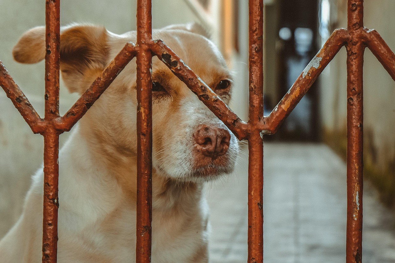 animal, dog, vietnam, nature, caretaker, pet, not free