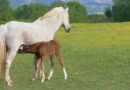 foal, brown, drunk, windows wallpaper, mom, nature, mare, mac wallpaper, white, horse, 4k wallpaper 1920x1080, baby, beautiful wallpaper, cool backgrounds, free background, desktop backgrounds, wallpaper hd, equine, field, cute, wallpaper, 4k wallpaper, desktop picture, full hd wallpaper, free wallpaper, laptop wallpaper, wallpaper 4k, hd wallpaper, yk