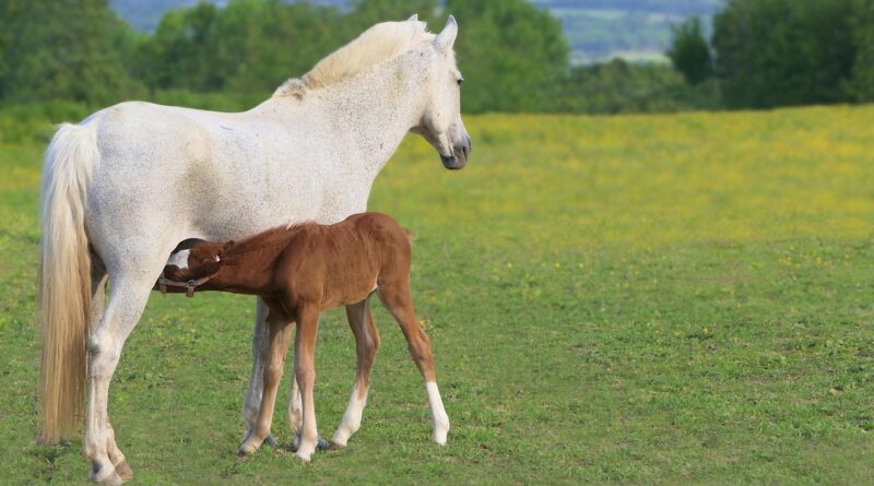 foal, brown, drunk, windows wallpaper, mom, nature, mare, mac wallpaper, white, horse, 4k wallpaper 1920x1080, baby, beautiful wallpaper, cool backgrounds, free background, desktop backgrounds, wallpaper hd, equine, field, cute, wallpaper, 4k wallpaper, desktop picture, full hd wallpaper, free wallpaper, laptop wallpaper, wallpaper 4k, hd wallpaper, yk