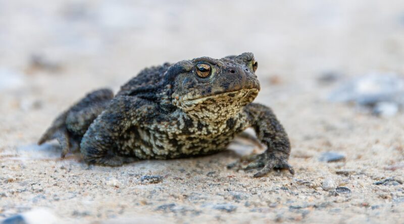 frog, amphibian, animal, wilderness, wildlife, nature, close up, path, frog, frog, animal, animal, animal, animal, animal
