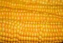 corn, corn on the cob, vegetables, yellow, corn kernels, food, meal, healthy, harvest, close up, hd background