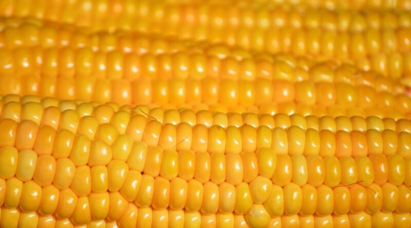 corn, corn on the cob, vegetables, yellow, corn kernels, food, meal, healthy, harvest, close up, hd background