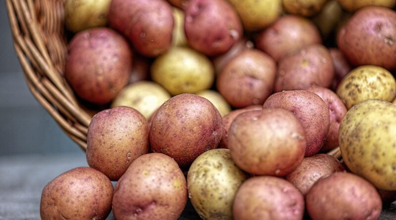 potatoes, vegetables, nature, fresh, produce, food, potatoes, potatoes, potatoes, potatoes, potatoes