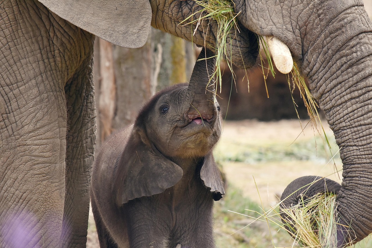 animal, elephant, fauna, species, nature, africa