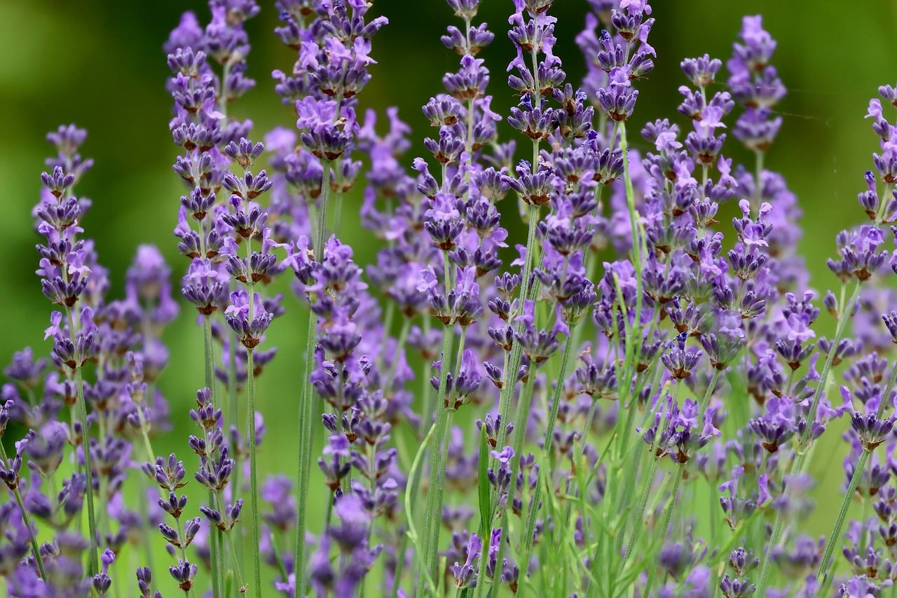lavender, beautiful flowers, purple, flowers, flower wallpaper, nature, summer, garden, green, blossoms, fragrance, herb, honey, inspiration, harvest, relaxation, decoration, bees, field, home garden, flower background, floristry, romance, essential oil