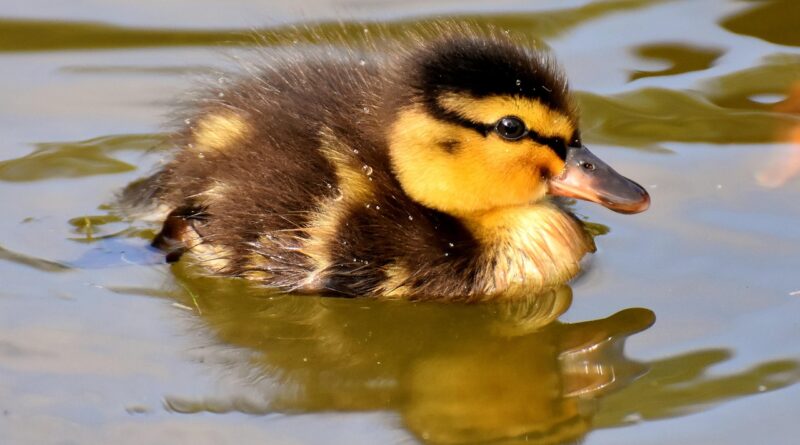 duckling, bird, animal, swim, waterfowl, water bird, plumage, fluffy, beak, animal world, nature, duckling, duckling, duckling, duckling, duckling, bird, bird