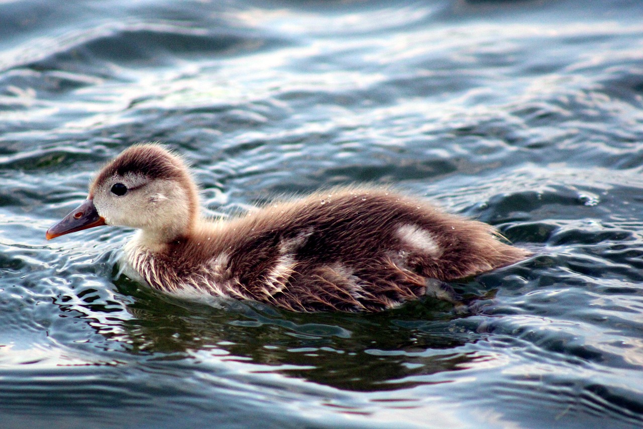 chick, ducklings, nature, cute, animal, floating, screen background, nature wallpaper, offspring